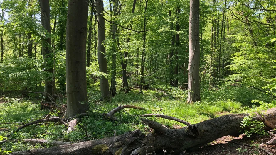 Blick in einen naturnahmen Buchenwald (Schorfheide)